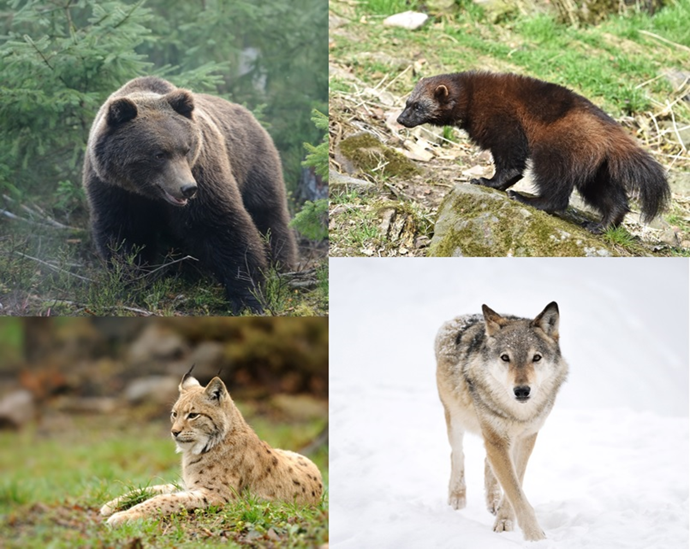 Våre fire store rovdyr i Norge