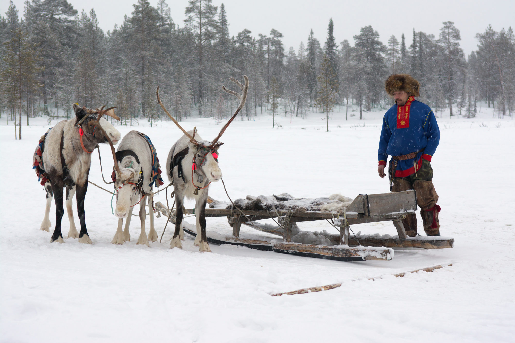 Gratulerer Med Samefolkets Dag Ruralis 