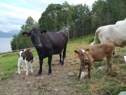 Melkeku og kalv