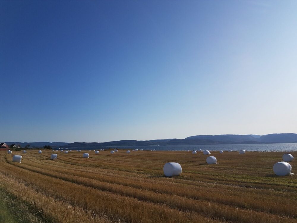 Å legge om til korndrift ansees som en fornuftig tilpasningsstrategi for bøndene i rød støysone ved Ørland flystasjon i Trøndelag. Foto: Tonje Aarre Sommarset