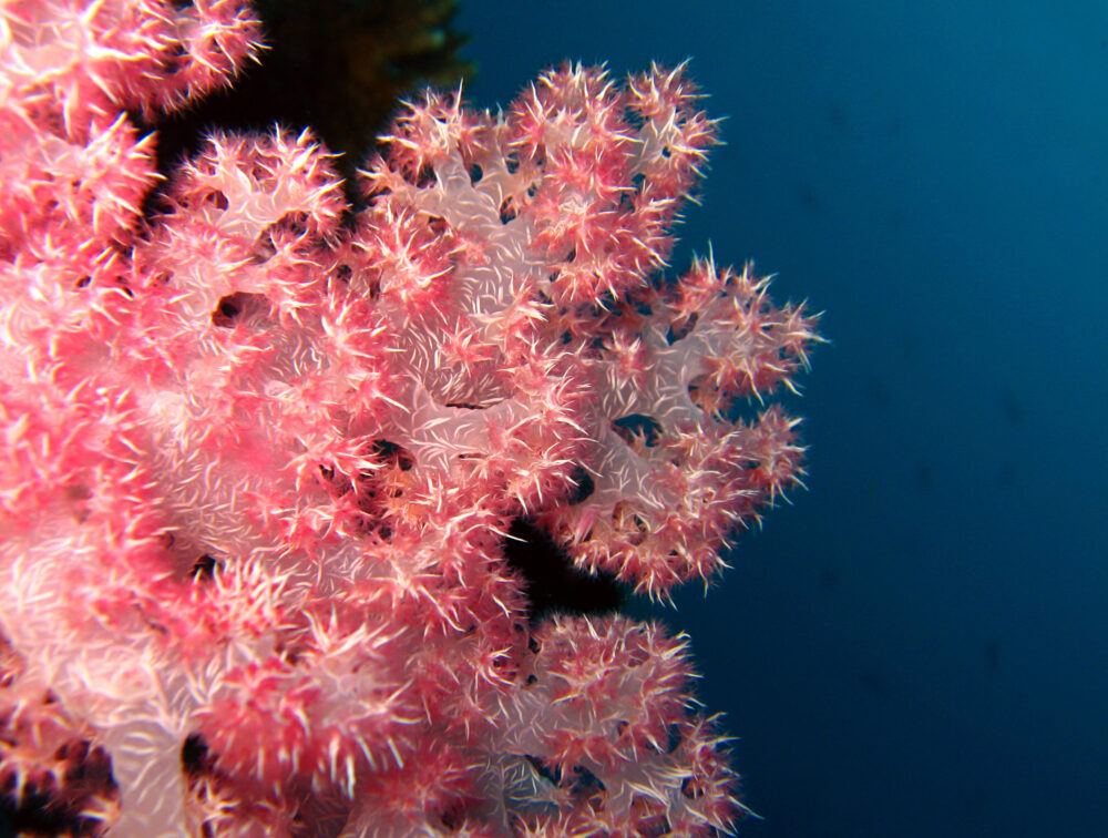Korall Foto: Colourbox