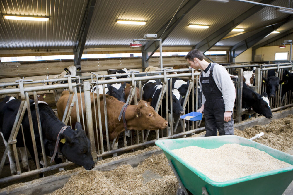 Farmer provides concentrate for cows