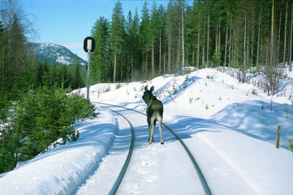 Elg i sporet, rett nord for Koppang på Rørosbanen