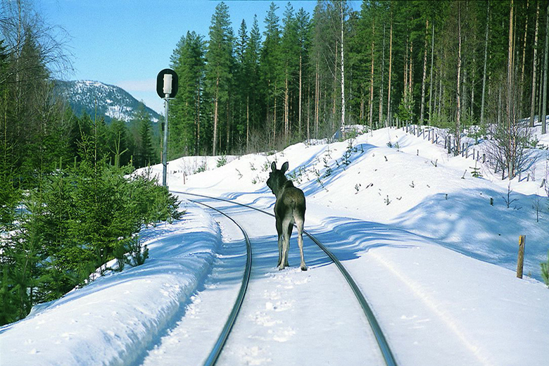 Elg i sporet, rett nord for Koppang på Rørosbanen