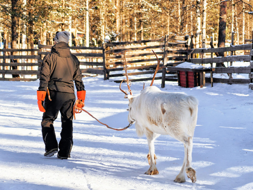 Man with Reindeer in winter Rovaniemi