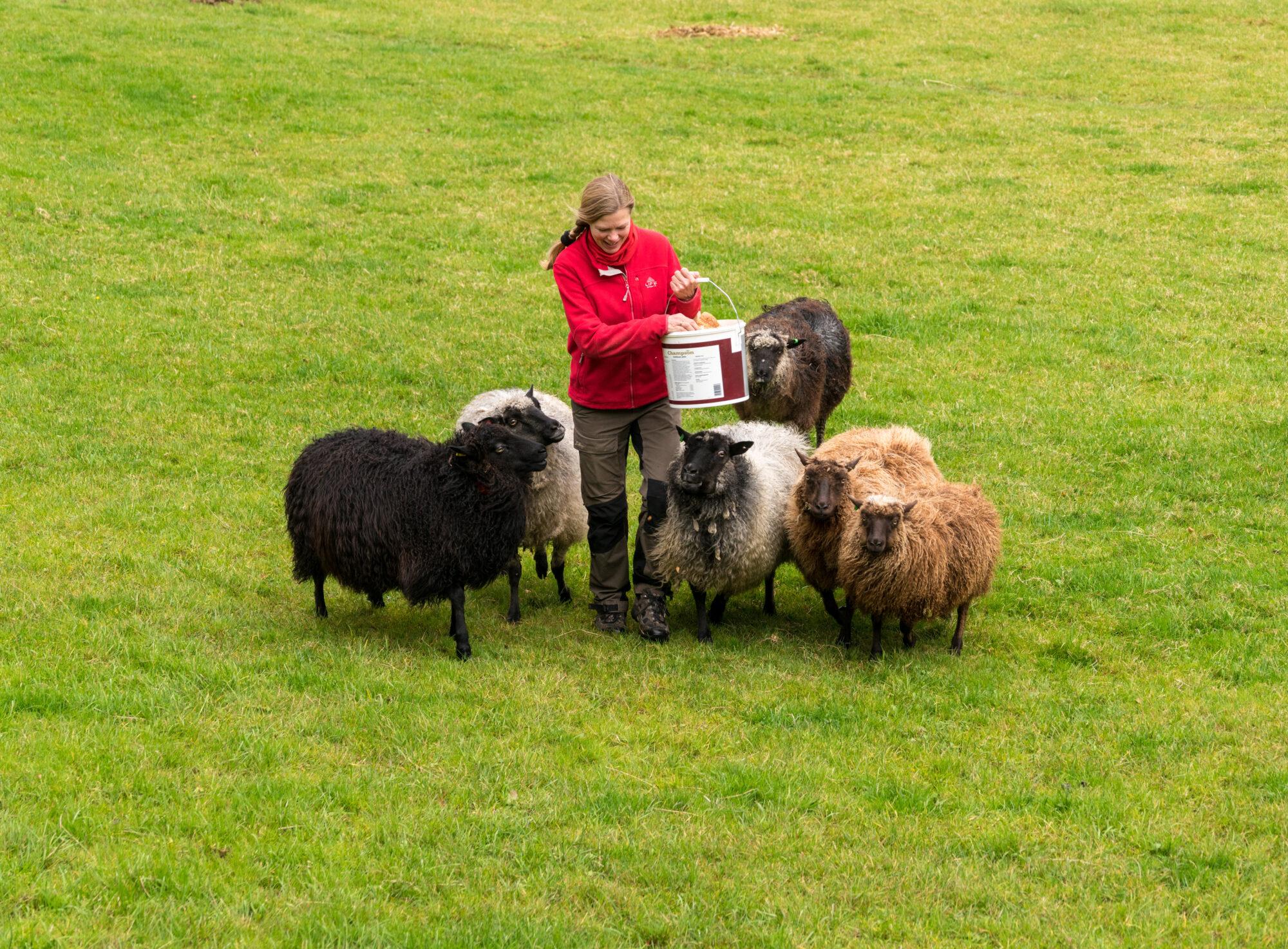 BERGEN, NORWAY - 22 SEPTEMBER 2017: Female farm worker feeding flock of sheet on Norwegian farm near Bergen