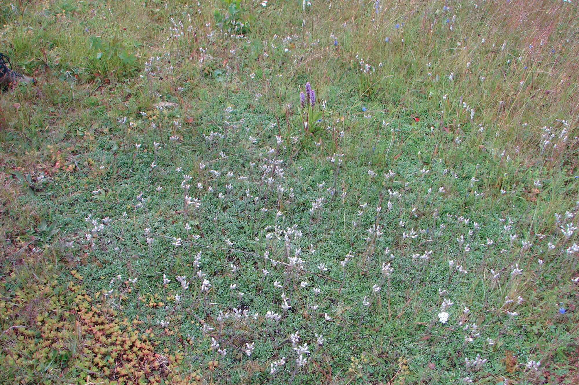 Hay meadow under APHM management 2