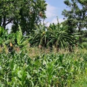 Mixed cropping in the settlement