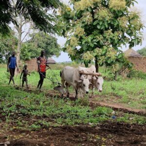 Ox-plough in host community