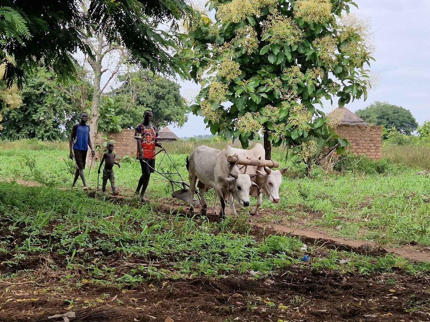 Ox-plough in host community