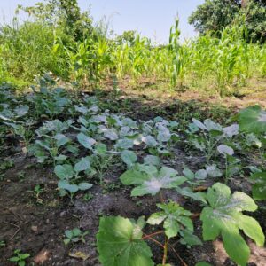 Mixed cropping in the Refugee Settlement