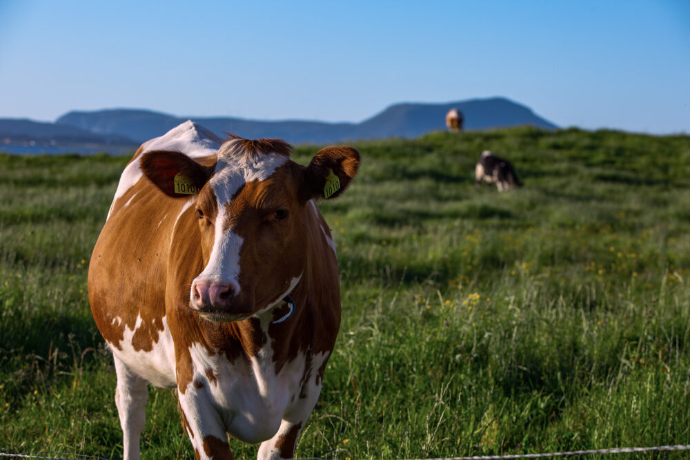 Ku på beite