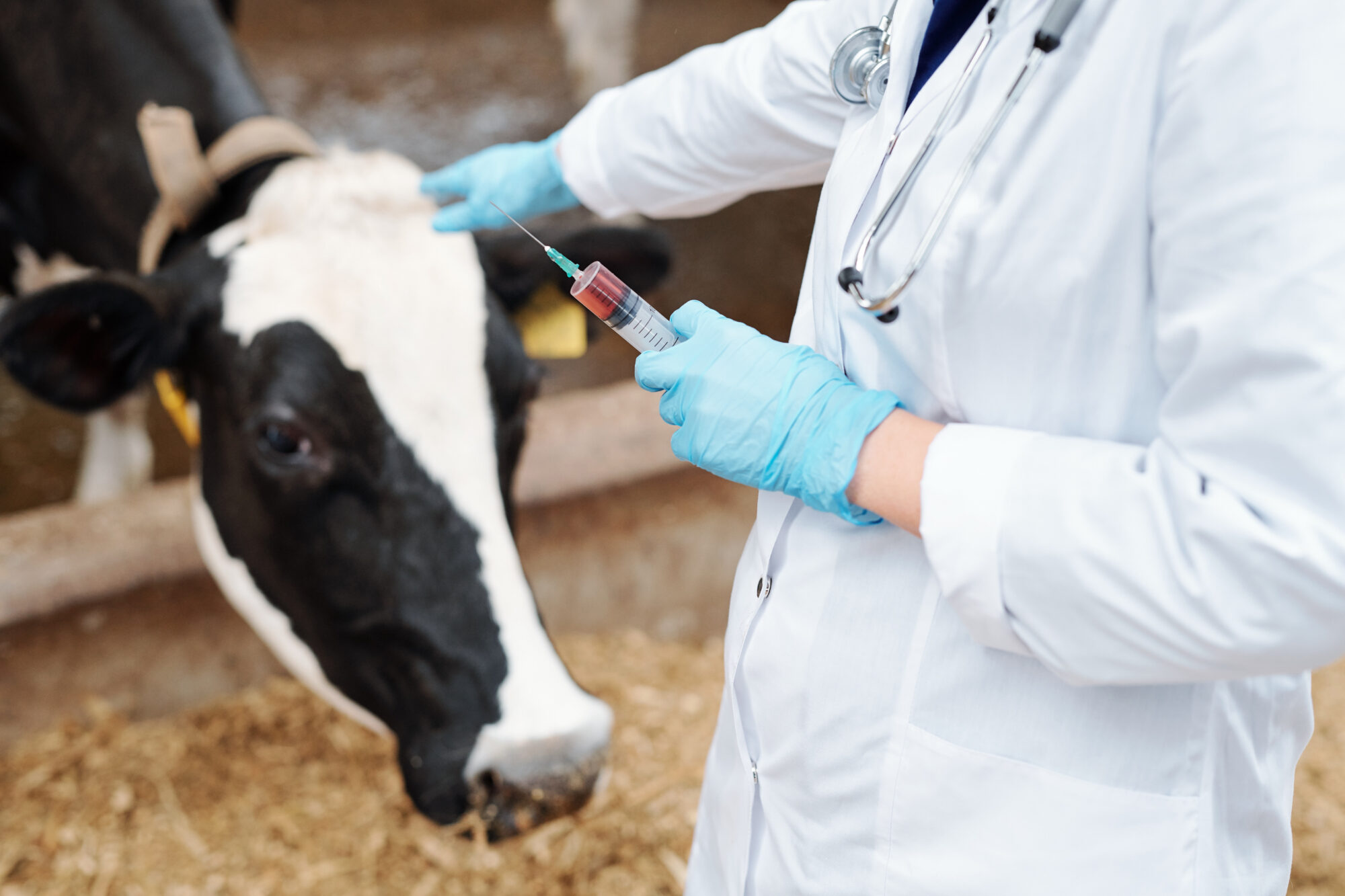 Veterinær vaksinerer en ku