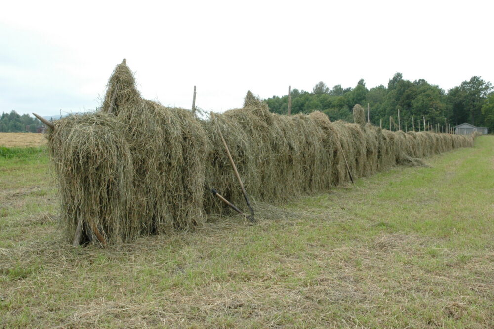 Ei hesje. Foto: Kjetil Lenes