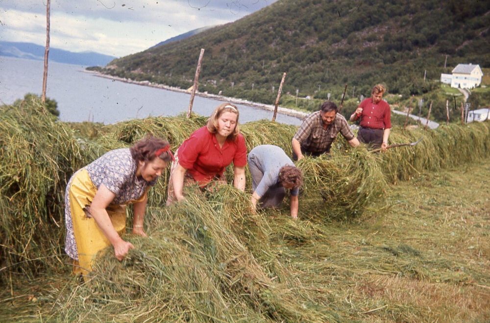 Hesjing på Sunnmøre 1966 Foto: Andreas Vartdal