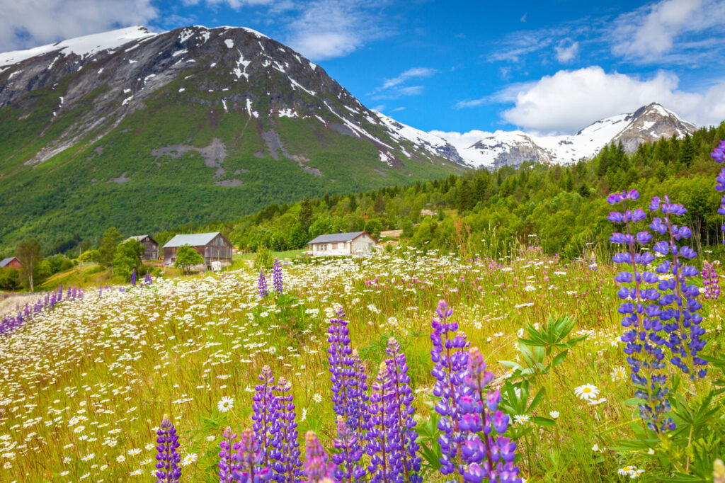 Blomstereng