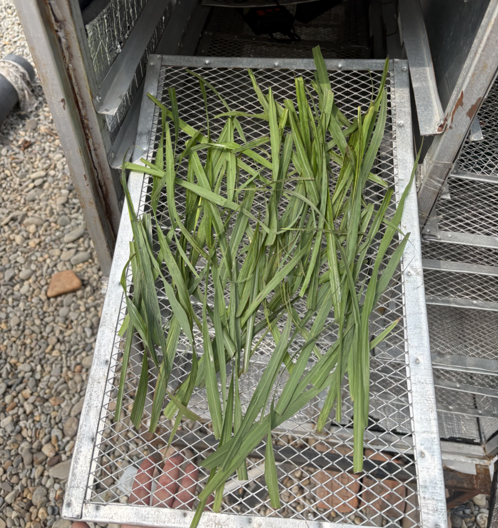 Fresh lemongrass placed on a tray in the dryer. Photo: Mathilda Hultén
