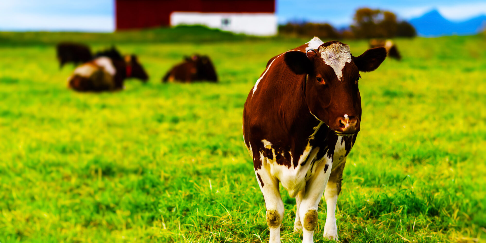 Horizontal vivid Norwegian cow on the field background backdrop Foto: Colourbox