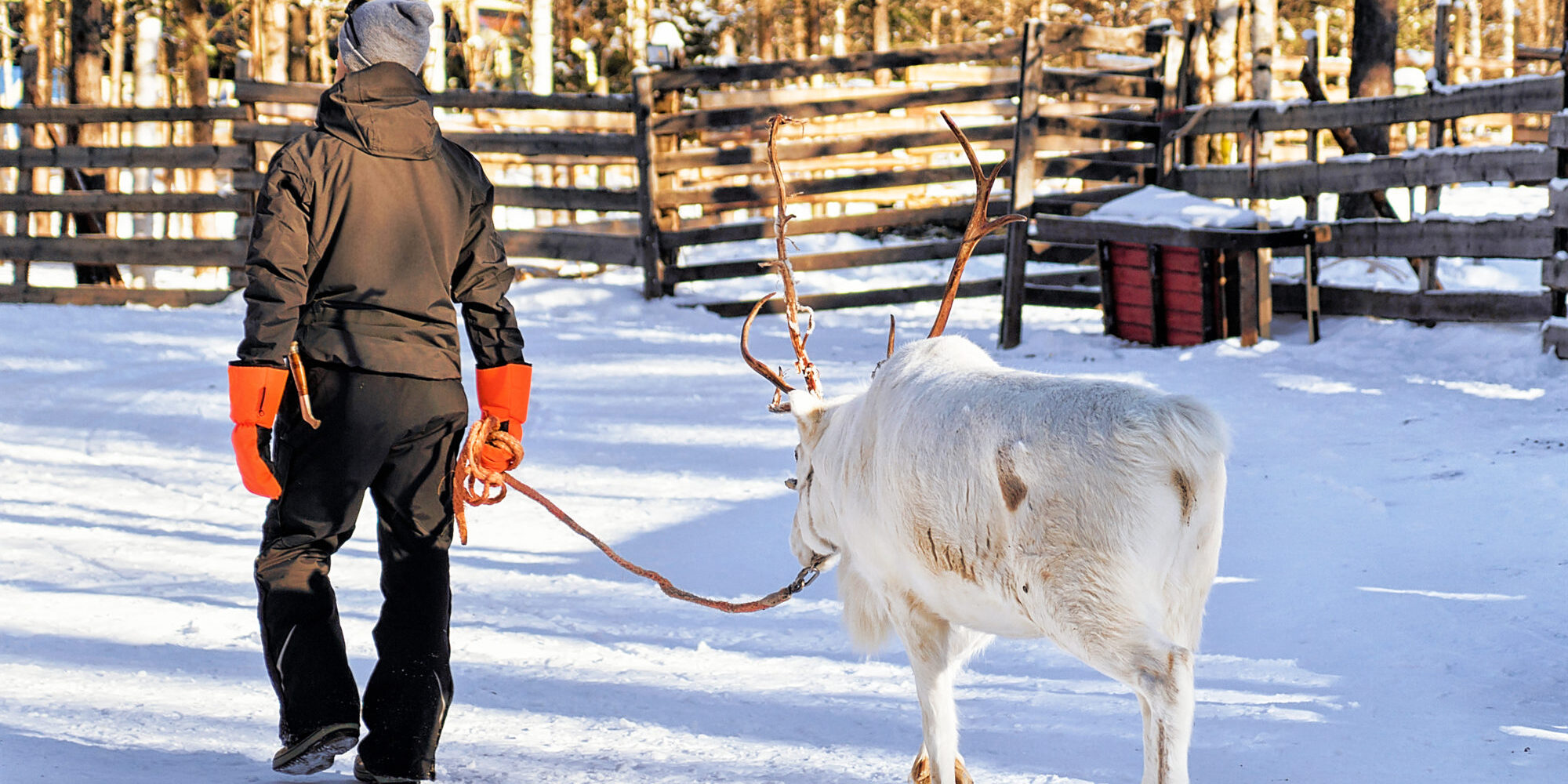 Man with Reindeer in winter Rovaniemi