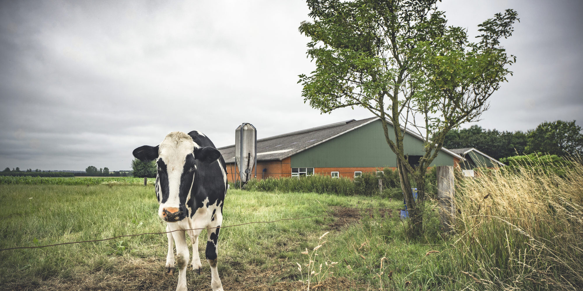 Cow standing on a field near a barn