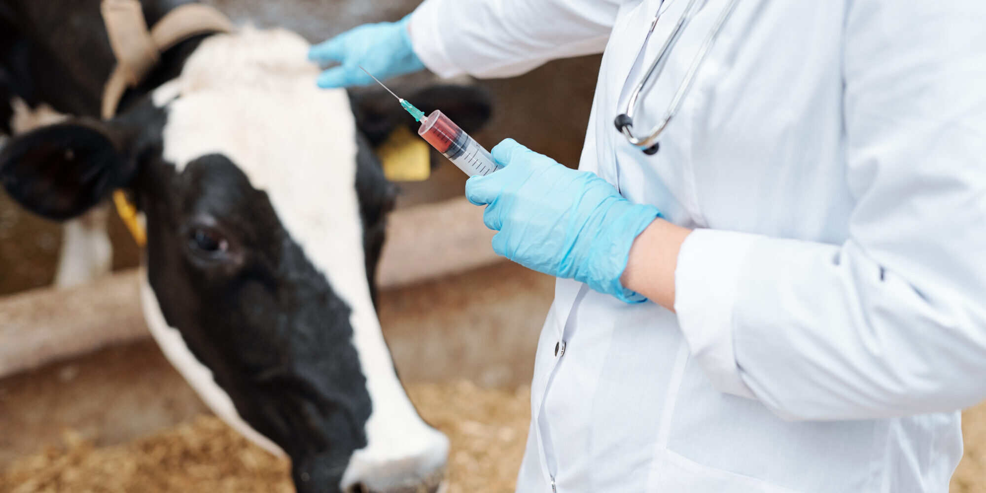 Gloved veterinarian in whitecoat holding syringe with vaccine for cow Veterinær vaksinerer en ku