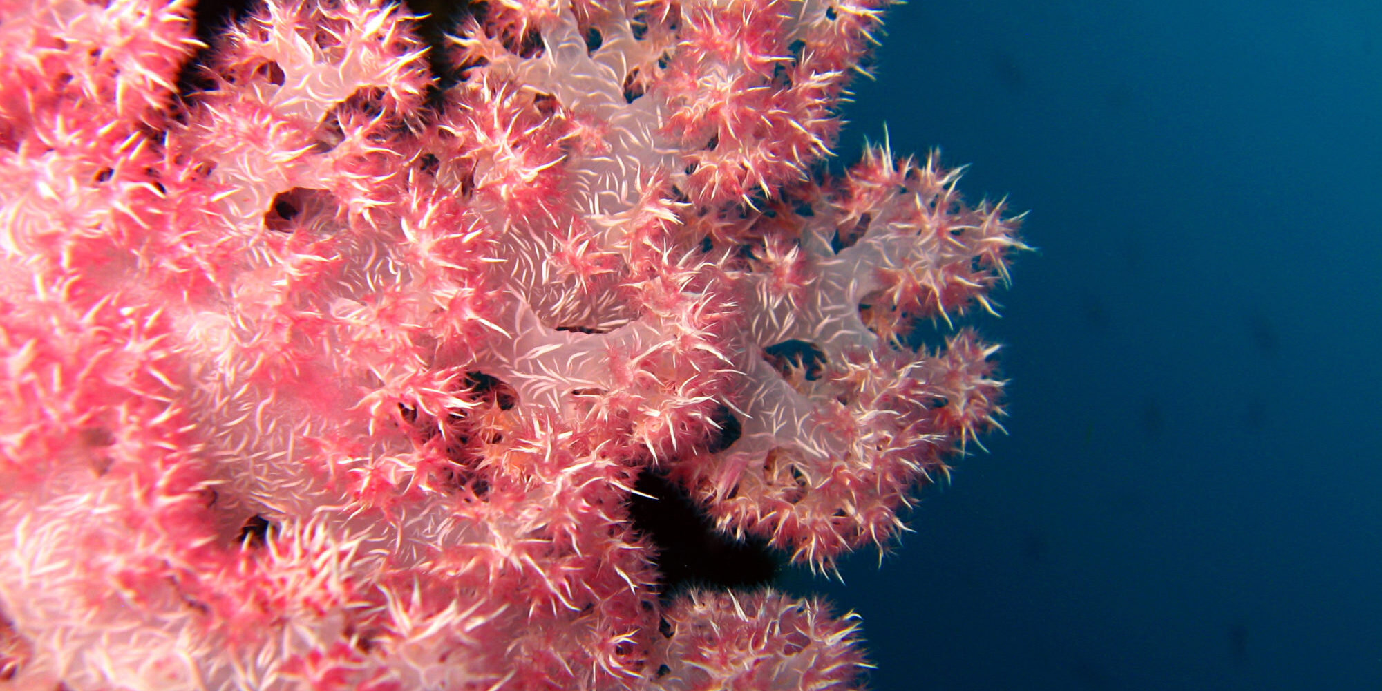 Soft Coral, Maratua, Borneo, Indonesia